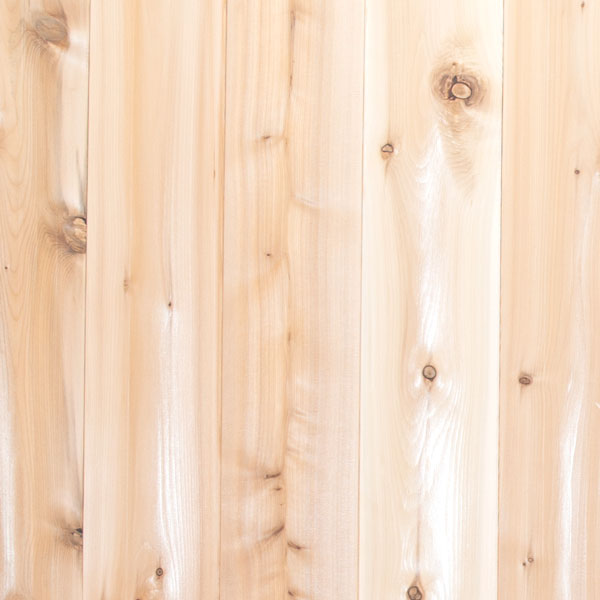Eastern White Cedar